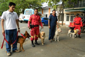 cuatro perros que están siendo amaestrados para rescates